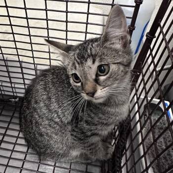 IVHS-A-141096 -  Domestic Short Hair Cat for Adoption in San Gabriel, California - IVHS-A-141096 | PetCurious