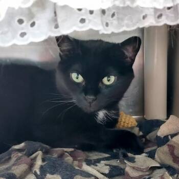 Pumpkin -  Domestic Short Hair Cat Available for Adoption in Walker, Michigan - Pumpkin | PetCurious