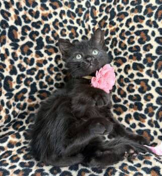 Clair -  Domestic Short Hair Cat Available for Adoption in Tavares, Florida - Clair | PetCurious