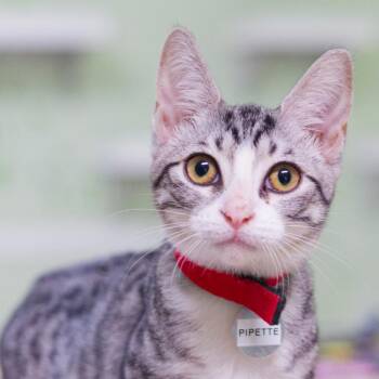 Pipette -  Domestic Short Hair Cat for Adoption in Hot Springs, Arkansas - Pipette | PetCurious