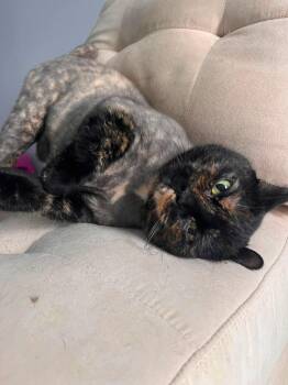 Anna -  Domestic Short Hair Cat Available for Adoption in Terrebonne, Quebec - Anna | PetCurious