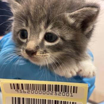 Maddox -  Domestic Short Hair Cat for Adoption in Charleston, West Virginia - Maddox | PetCurious