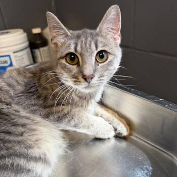 Domestic Short Hair Cats Available for Adoption in Tuscaloosa, Alabama - TUSC-Stray-84085 | PetCurious