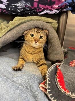 Domestic Short Hair Cats Available for Adoption - GOLDIE HAWN | PetCurious