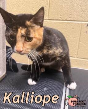 Domestic Short Hair Cats Available for Adoption - Kalliope | PetCurious