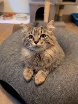 Rescue Domestic Medium Hair Cats for Adoption in Manistique, Michigan - Phoebe | PetCurious