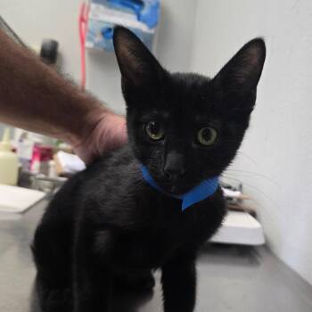 Oliver -  Domestic Short Hair Cat Available for Adoption in San Jacinto, California - Oliver | PetCurious