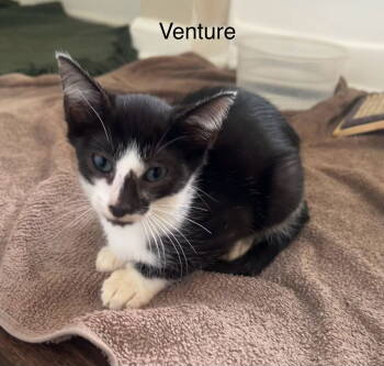 Rescue Domestic Short Hair Cats for Adoption in Buford, Georgia - Venture | PetCurious