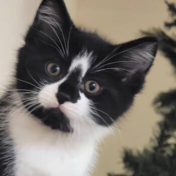 Domestic Short Hair Cats Available for Adoption in South Elgin, Illinois - Boomerang | PetCurious