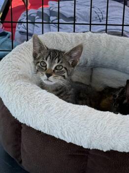 Loki -  Domestic Short Hair Cat for Adoption in Hamburg, New York - Loki | PetCurious