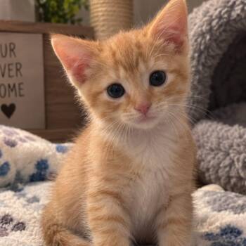 Johnny -  Tabby and Domestic Short Hair Cat for Adoption in Andover, Minnesota - Johnny | PetCurious