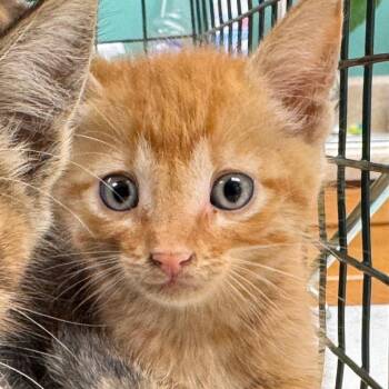 Chamberlain -  Domestic Short Hair Cat for Adoption in Starkville, Mississippi - Chamberlain | PetCurious