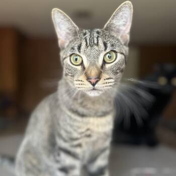 Domestic Short Hair Cats Available for Adoption in Clinton, North Carolina - Uno | PetCurious
