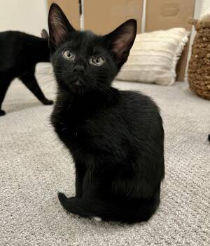 Rescue Domestic Short Hair Cats for Adoption in Tustin, California - Light Foot | PetCurious