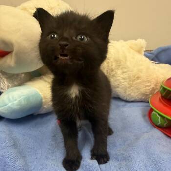 Domestic Short Hair Cats Available for Adoption in Houston, Texas - Mateo | PetCurious