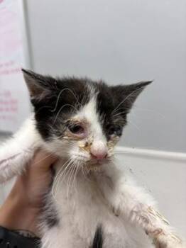 Domestic Short Hair Cats Available for Adoption in West Chester, Pennsylvania - Eli | PetCurious