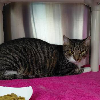 Perry -  Domestic Short Hair Cat for Adoption in Philadelphia, Pennsylvania - Perry | PetCurious