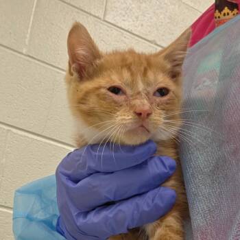 Pele (Kitten 3) -  Domestic Short Hair Cat for Adoption in Chattanooga, Tennessee - Pele (Kitten 3) | PetCurious