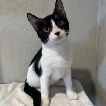 IVHS-Stray-141728 -  Domestic Short Hair Cat for Adoption in San Gabriel, California - IVHS-Stray-141728 | PetCurious