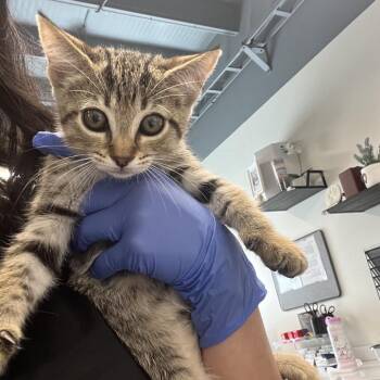 Jojo -  Domestic Short Hair Cat for Adoption in Tampa, Florida - Jojo | PetCurious