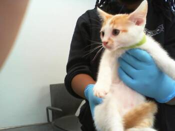 SHELDON -  Domestic Short Hair Cat for Adoption in Charlotte, North Carolina - SHELDON | PetCurious