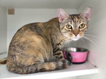 June -  Torbie Cat for Adoption in New Albany, Ohio - June | PetCurious