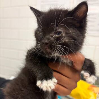 Peanut -  Domestic Short Hair Cat for Adoption in Pittsburgh, Pennsylvania - Peanut | PetCurious