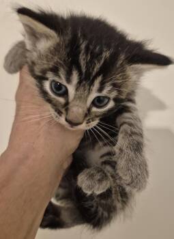 NOVA