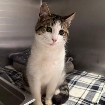 Harley -  Domestic Short Hair Cat for Adoption in Blairsville, Georgia - Harley | PetCurious