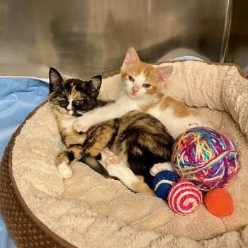 Domestic Short Hair Cats Available for Adoption in Chehalis, Washington - Vina | PetCurious