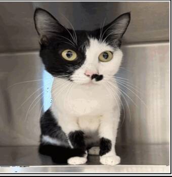 Domestic Short Hair Cats Available for Adoption - Cindy Clawford | PetCurious