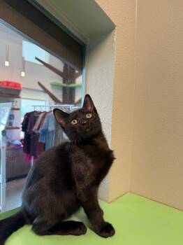 Rescue Domestic Short Hair Cats for Adoption in Fort Collins, Colorado - Freddy | PetCurious