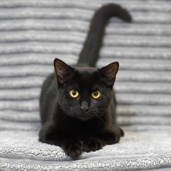 Jambalaya -  Domestic Short Hair Cat for Adoption in Sunnyvale, California - Jambalaya | PetCurious
