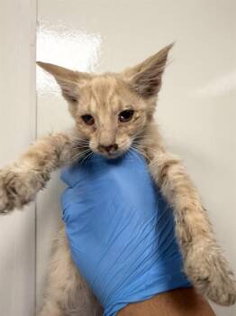 OLIVER -  Domestic Short Hair Cat for Adoption in Ontario, California - OLIVER | PetCurious
