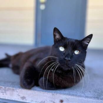 Domestic Short Hair Cats Available for Adoption - Rhett | PetCurious