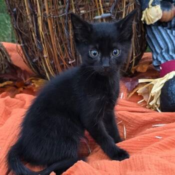 Rescue Domestic Short Hair Cats for Adoption in Sandy Springs, Georgia - Elijah | PetCurious