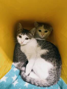 Domestic Short Hair Cats Available for Adoption - Megan - Bonded To Maddy | PetCurious
