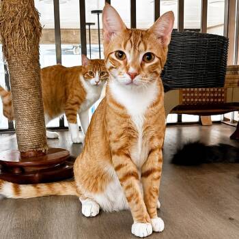 Quinn the Lion from Oz -  Tabby and Domestic Short Hair Cat for Adoption in Friendswood, Texas - Quinn The Lion From Oz | PetCurious