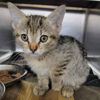 Soup -  Domestic Short Hair Cat Available for Adoption in TIMBERCRK CYN, Texas - Soup | PetCurious