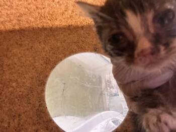 FREDDIE -  Domestic Short Hair Cat for Adoption in Riverside, California - FREDDIE | PetCurious