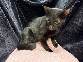 Domestic Short Hair Cats Available for Adoption - A1259301 | PetCurious