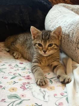 Wallis -  Domestic Short Hair Cat Available for Adoption in Treasure Island, Florida - Wallis | PetCurious