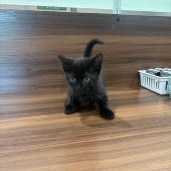 Asado Steak -  American Shorthair Cat for Adoption in Livingston, Texas - Asado Steak | PetCurious