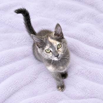 Scarlet -  Dilute Tortoiseshell and Domestic Short Hair Cat for Adoption in Long Beach, Washington - Scarlet | PetCurious