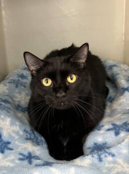 Gomez -  Domestic Short Hair Cat for Adoption in Genoa, Illinois - Gomez | PetCurious