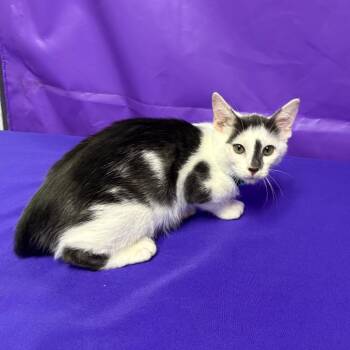Bang 2 -  Domestic Short Hair Cat for Adoption in North Myrtle Beach, South Carolina - Bang 2 | PetCurious