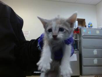 SPARKLE -  Domestic Short Hair Cat Available for Adoption in Doral, Florida - SPARKLE | PetCurious