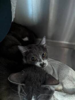 Rescue Domestic Short Hair Cats for Adoption in Brunswick, Georgia - RORY | PetCurious