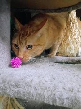 Finn -  Domestic Short Hair Cat for Adoption in Beatrice, Nebraska - Finn | PetCurious
