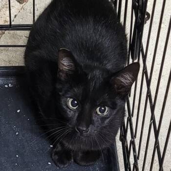 Bean (Barn Cat) -  Domestic Short Hair Cat for Adoption in Coos Bay, Oregon - Bean (Barn Cat) | PetCurious